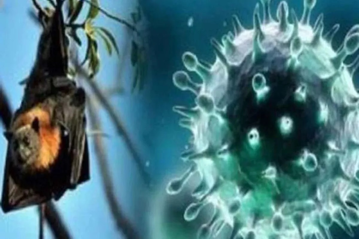 Nipah Virus: कोरोना के बाद अब इस वायरस का तांडव! एक संक्रमित शख्स ने तोड़ा दम, पूरे राज्य में अलर्ट