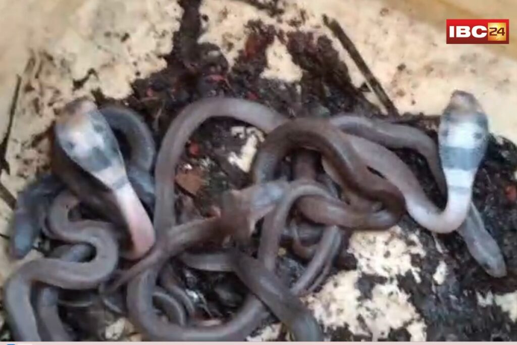 Ratlam News, Ratlam cobra babies, Mahalakshmi temple incident, cobra snakes in temple, snake rescue Ratlam, baby cobras in wall, Sailana temple news, cobra sighting India, temple snake incident,