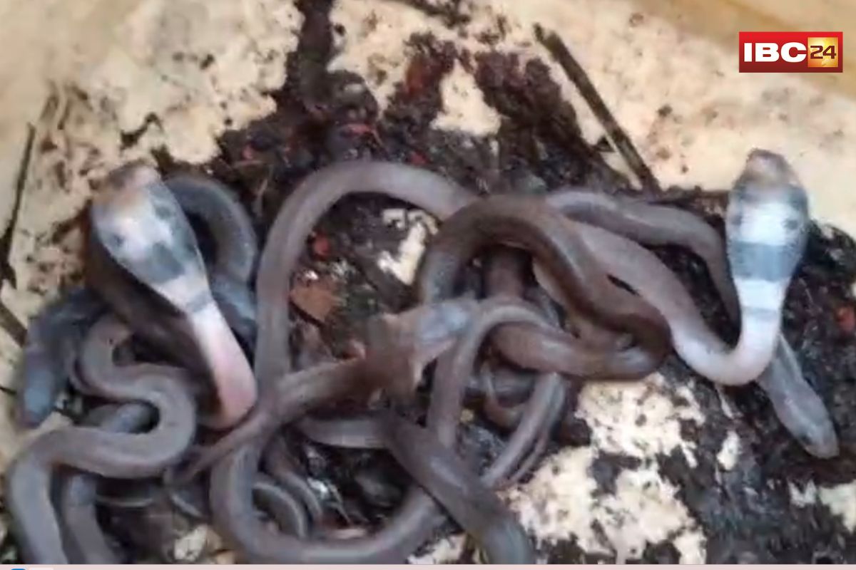 Ratlam News: महालक्ष्मी मंदिर में नागलोक के दर्शन! दीवार में मिले कोबरा के 10 बच्चे, सावन में उमड़ी दर्शन को श्रद्धालुओं की भीड़