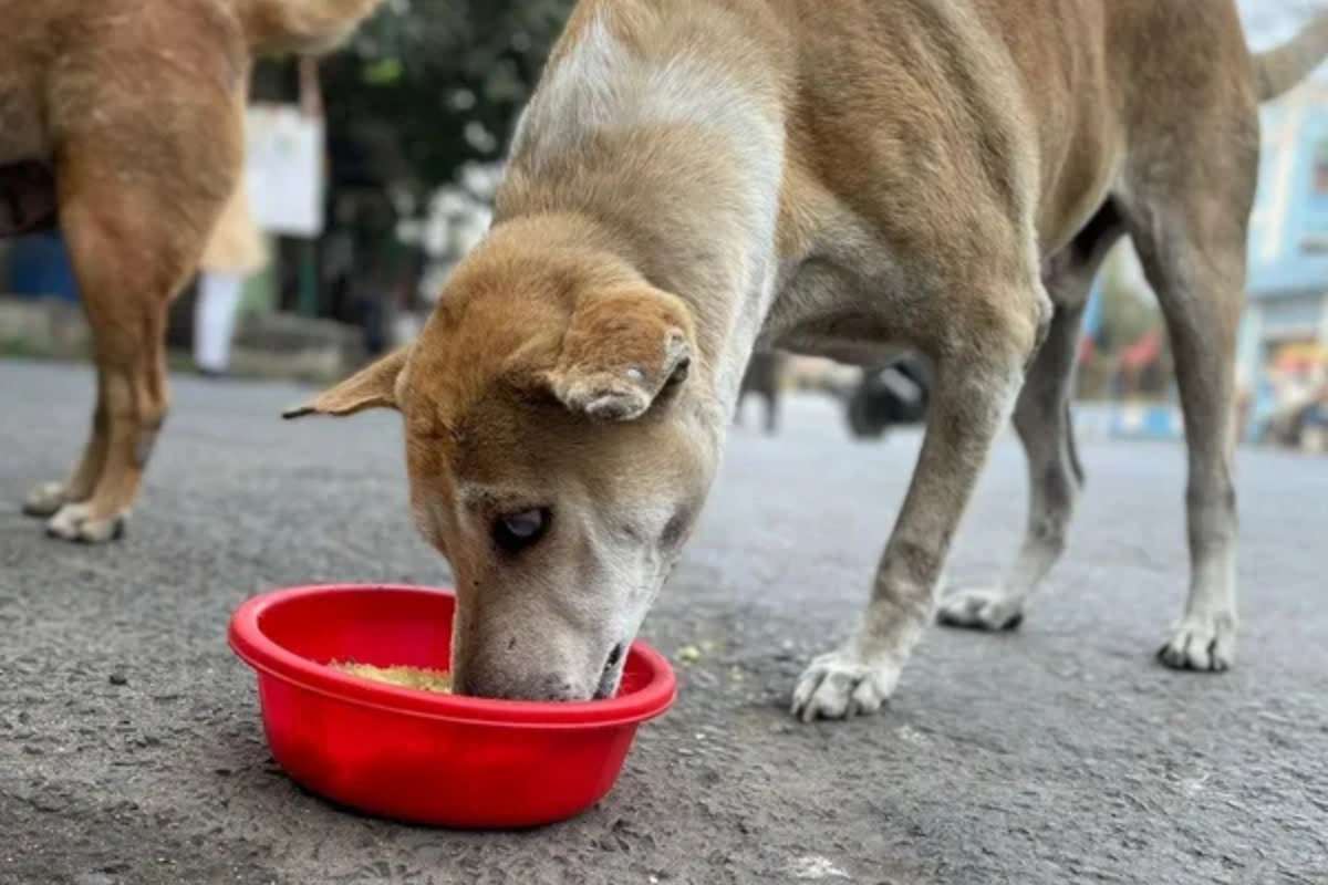 Noida News: कुत्ते को डांट रहा था पड़ोसी, देखते ही ठनका मालिक का माथा, काट डाली नाक