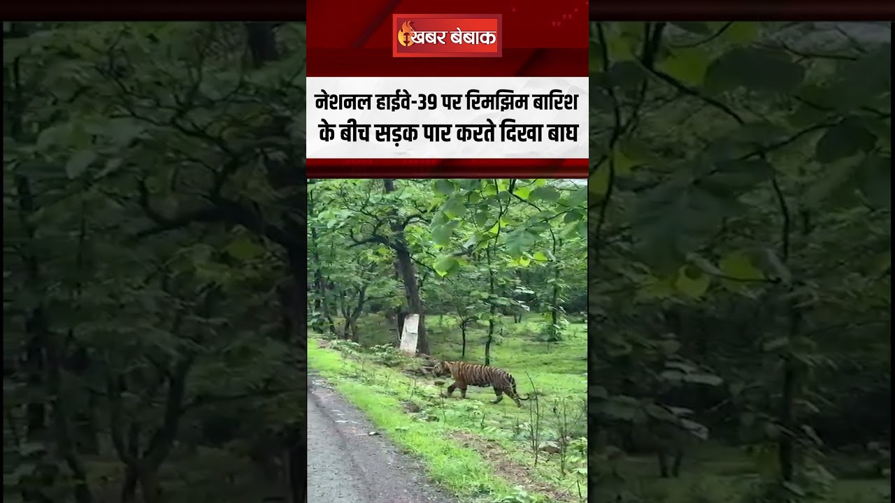 National Highway 39 पर रिमझिम बारिश के बीच सड़क पार करते दिखा Tiger