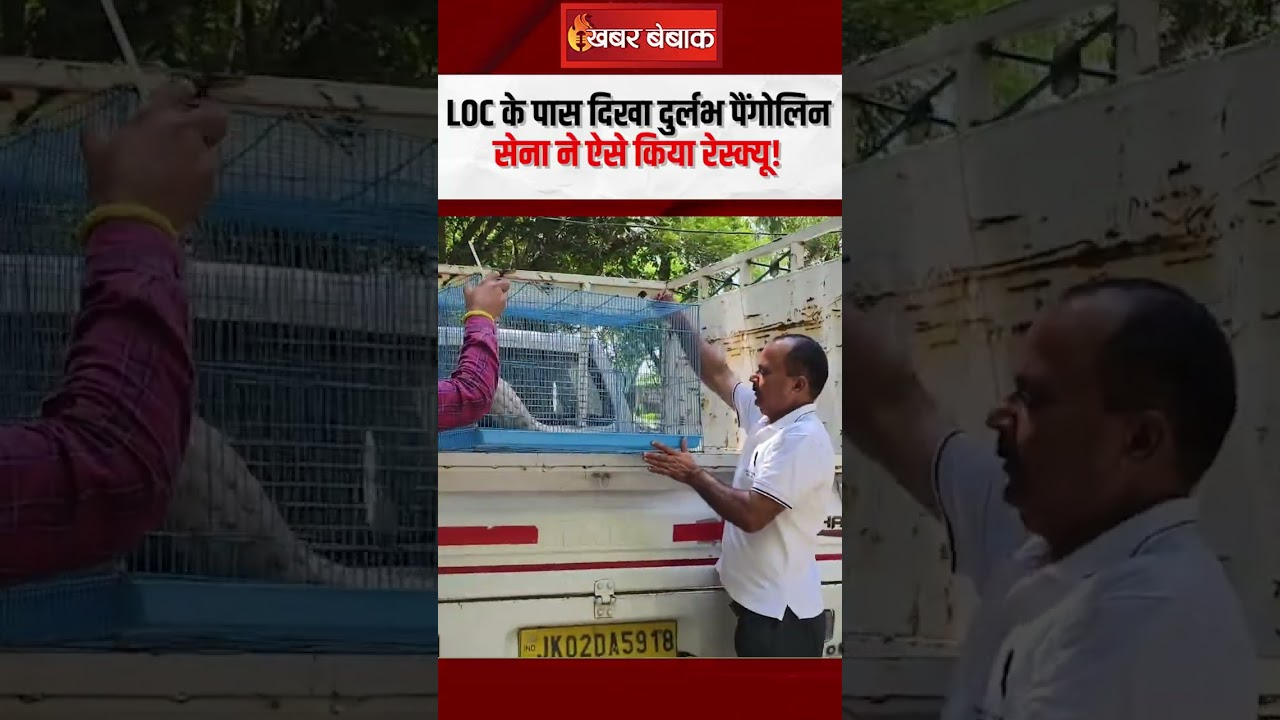 Viral Video: LoC के पास दिखा दुर्लभ Pangolin,  सेना ने ऐसे किया रेस्क्यू!