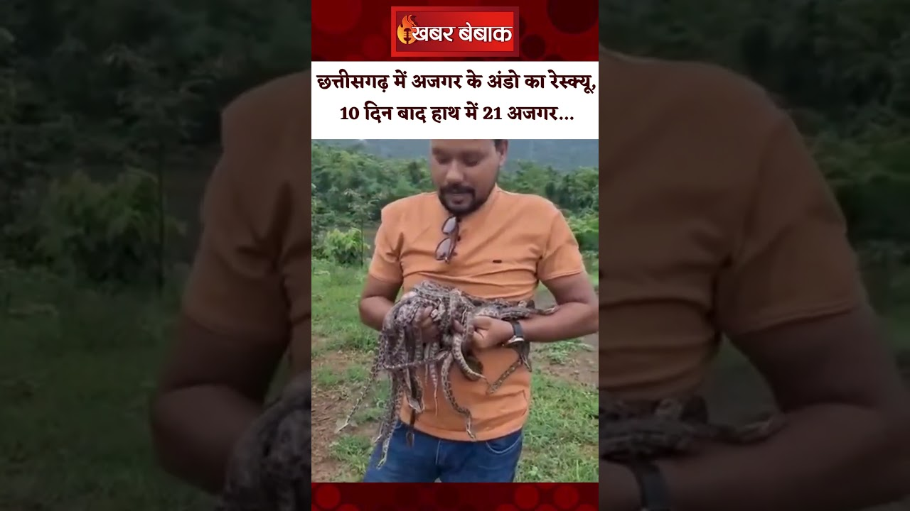 CG Viral Video: Chhattisgarh में अजगर के अंडो का रेस्क्यू, 10 दिन बाद हाथ में 21 अजगर…