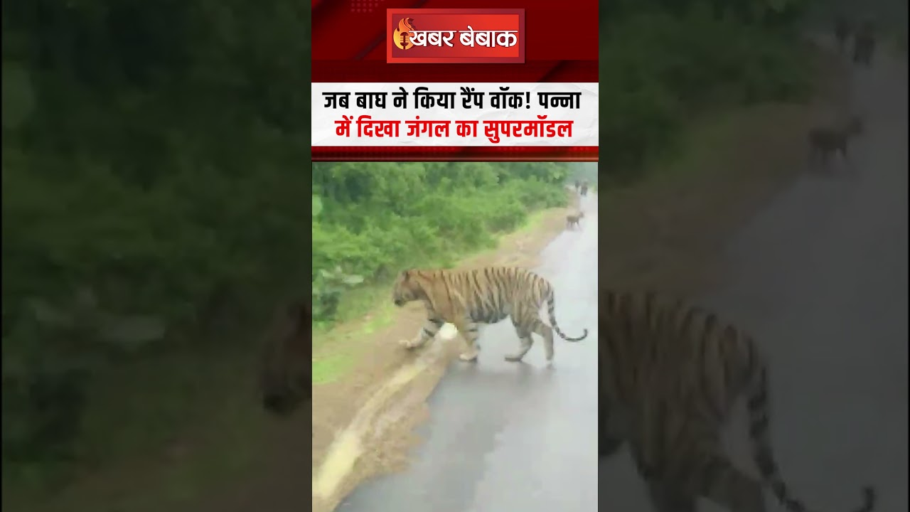 Panna Tiger Safari। Tiger Ramp walk: जब बाघ ने किया रैंप वॉक! पन्ना में दिखा जंगल का सुपरमॉडल