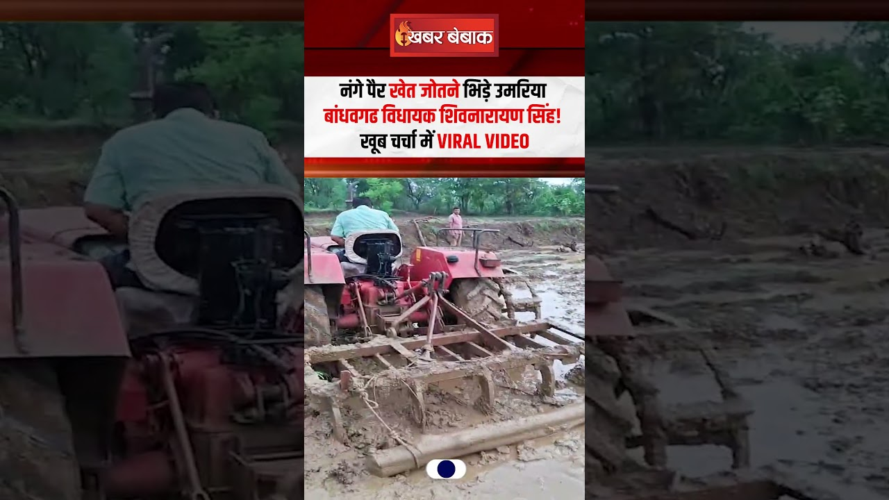 नंगे पैर खेत जोतने भिड़े उमरिया Bandhavgarh MLA Shivnarayan Singh!