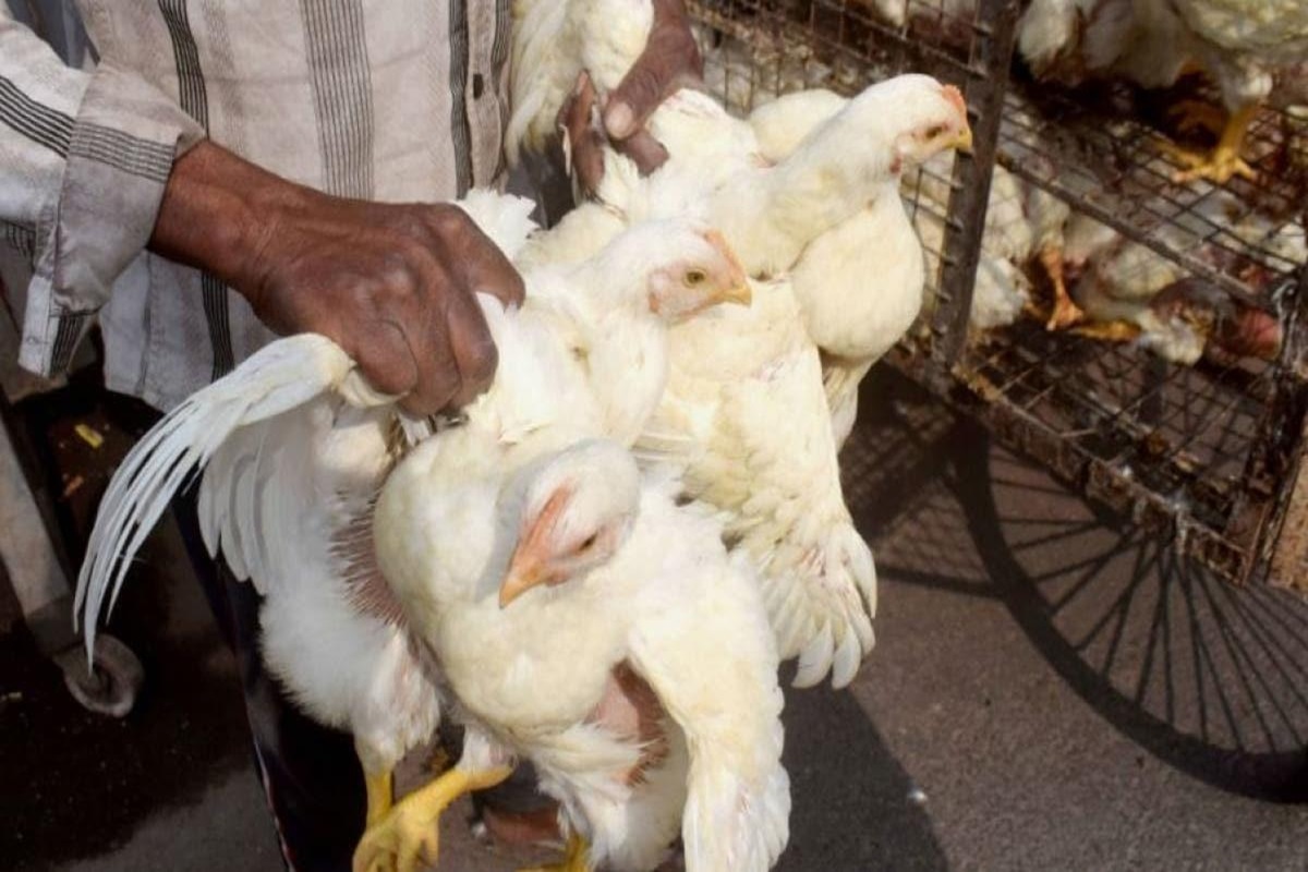 Maharashtra News: पालतू मुर्गी के साथ हवस मिटा रहा था 45 साल का शख्स, पड़ोसी के बेटे से भी करवाता था ये काम, वायरल हुआ वीडियो.. 