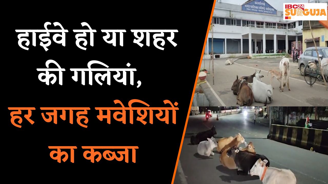 Koria News: सड़कों पर आवारा पशुओं का जमावड़ा, शहर से लेकर हाईवे तक चालक हो रहे परेशान |