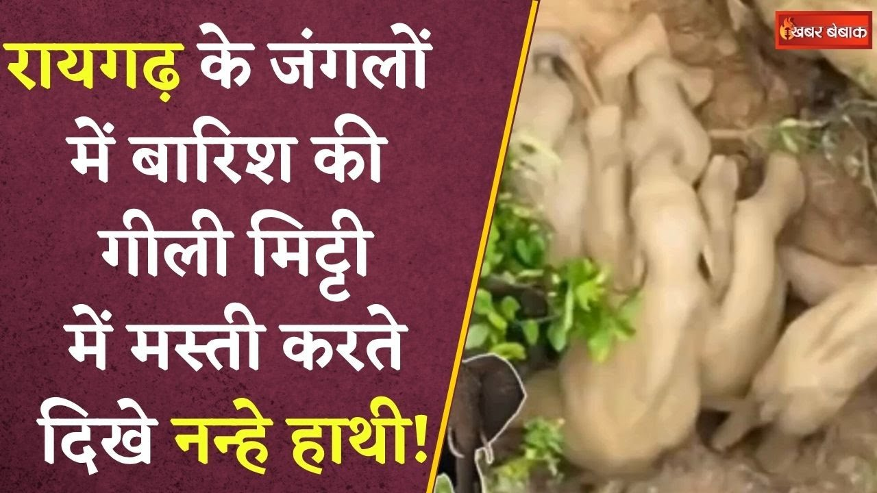 Raigarh के जंगल में हाथियों की मस्ती, पेट पर चढ़ने की कोशिश, फिर जमीन पर लोटने लगा Baby Elephant