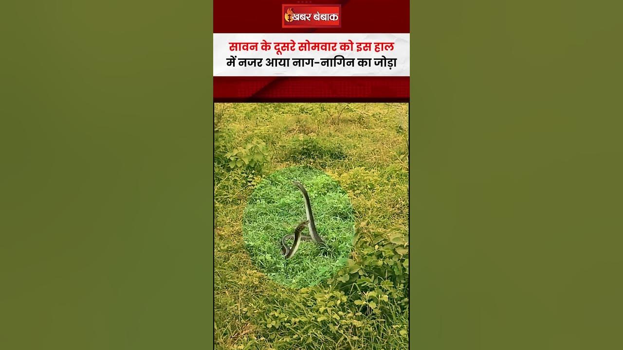 सावन के दूसरे सोमवार को नाग-नागिन का जोड़ा आलिंगन करते नजर आया
