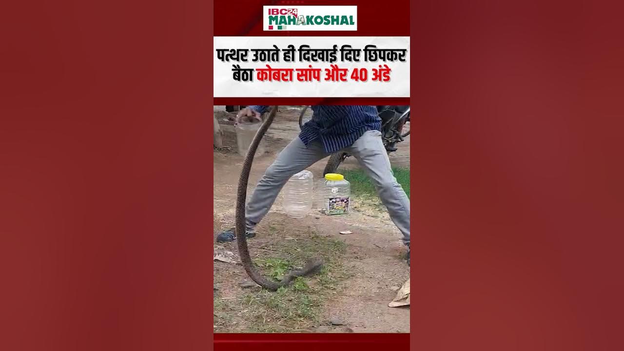 Seoni: कोबरा और 40 अंडे एक साथ दिखे, मचा हड़कंप..