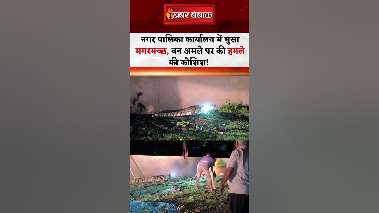 MP : सागर के देवरी नगर पालिका कार्यालय में घुसा मगरमच्छ, Video Viral