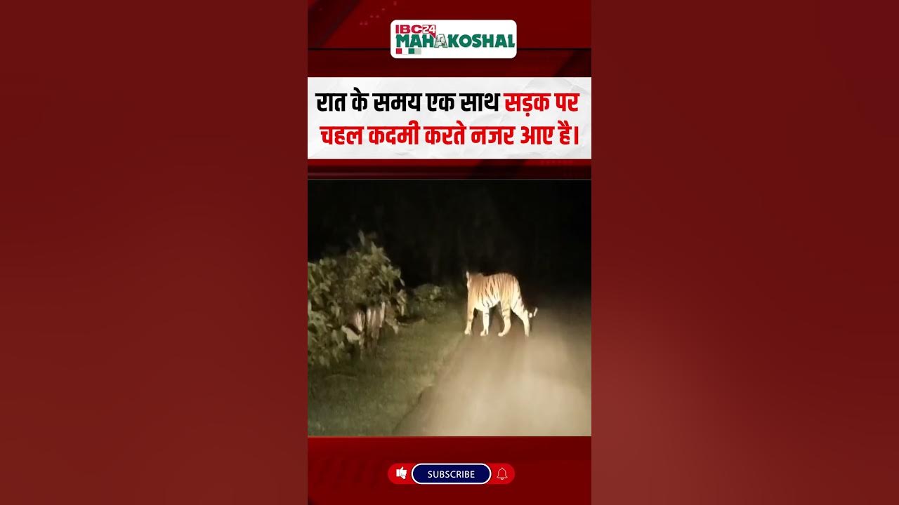 सिवनी में बाघिन और 4 शावक सड़क पर!