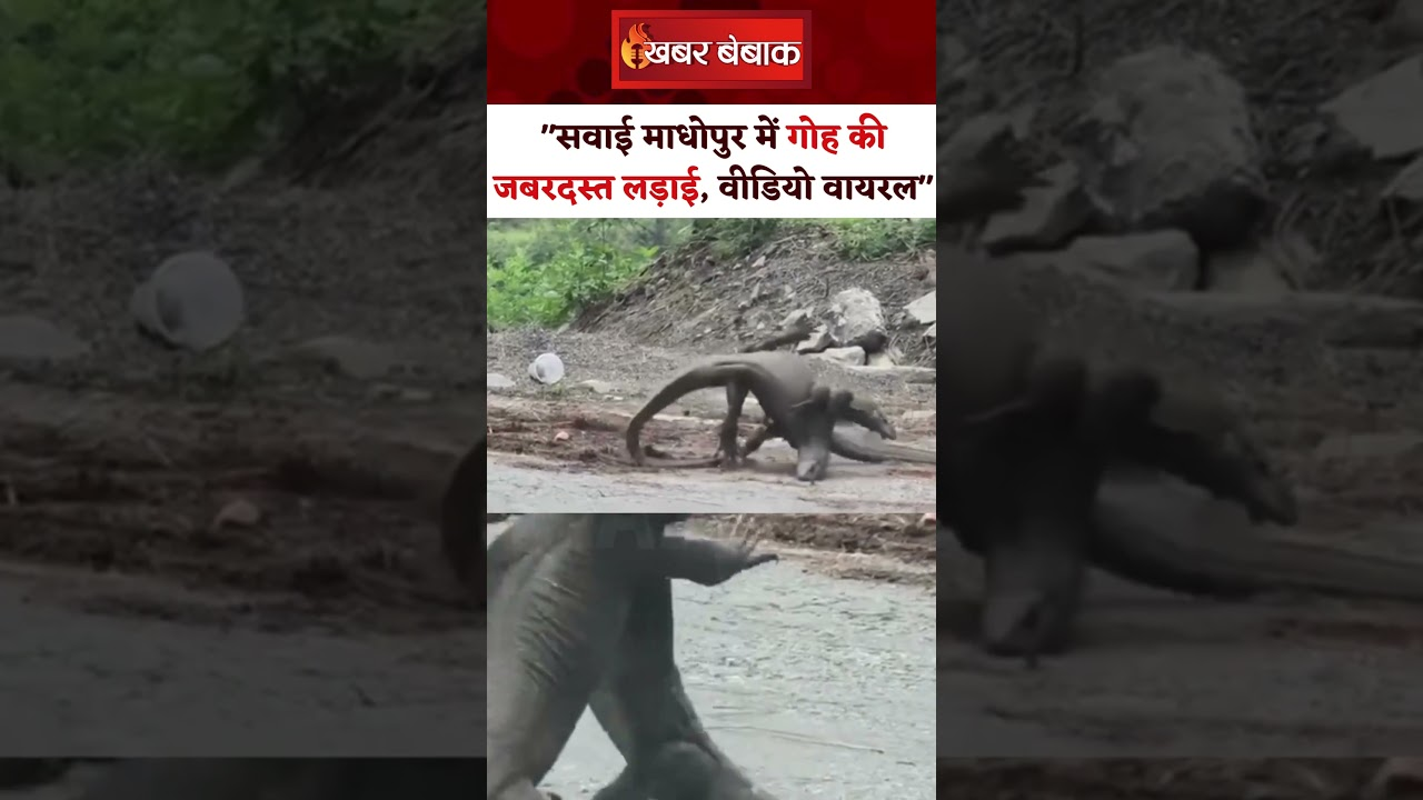 Sawai Madhopur: गोह की जबरदस्त लड़ाई, कार सवार ने बनाया वीडियो और की कमेंट्री