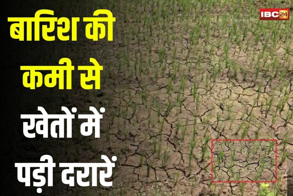 Bemetara News, Bemetara farmer crisis, Saja block drought, Bemetara rainfall shortage, Bemetara paddy crop issue, Bemetara electricity problem, farmer protest Bemetara, Bemetara irrigation failure, paddy fields drying,