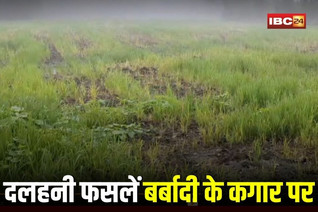 Betul News, Betul weather update, fog impact on crops, MP farmers news, pulse crops damage, Betul agriculture alert, urad moong arhar fog, kharif crop issues, Betul fog newsBetul fog alert, Betul farmers issue, Betul agriculture news, Betul crop damage, Betul monsoon 2025, Betul district news, Betul Madhya Pradesh,