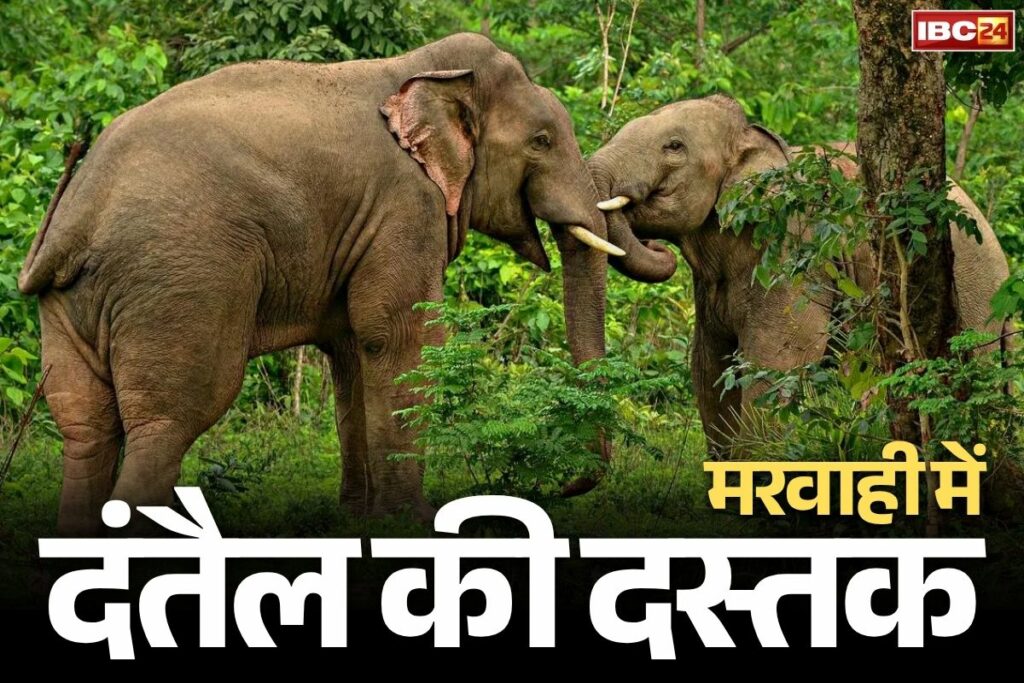 Chhattisgarh Elephant Attack News
