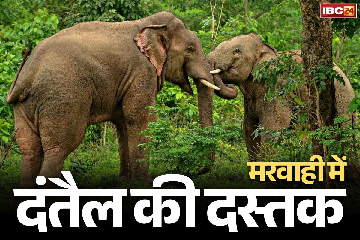 Chhattisgarh Elephant Attack News: छत्तीसगढ़ के इस इलाके में मौत बनकर घूम रहे है जंगली हाथी.. घरों को तोड़ रहे, फसलों को रौंद रहे