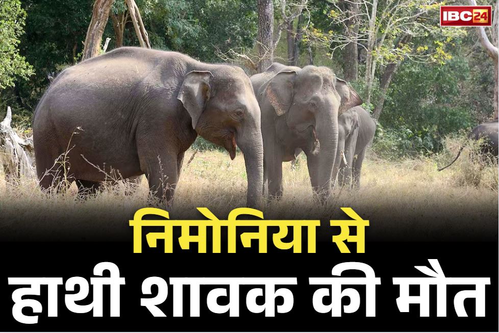 Korba Elephant News: हाथी के शावक की निमोनिया से मौत.. 20 से ज्यादा हाथियों ने डाला इलाके में डेरा, खतरे के बीच अंतिम संस्कार