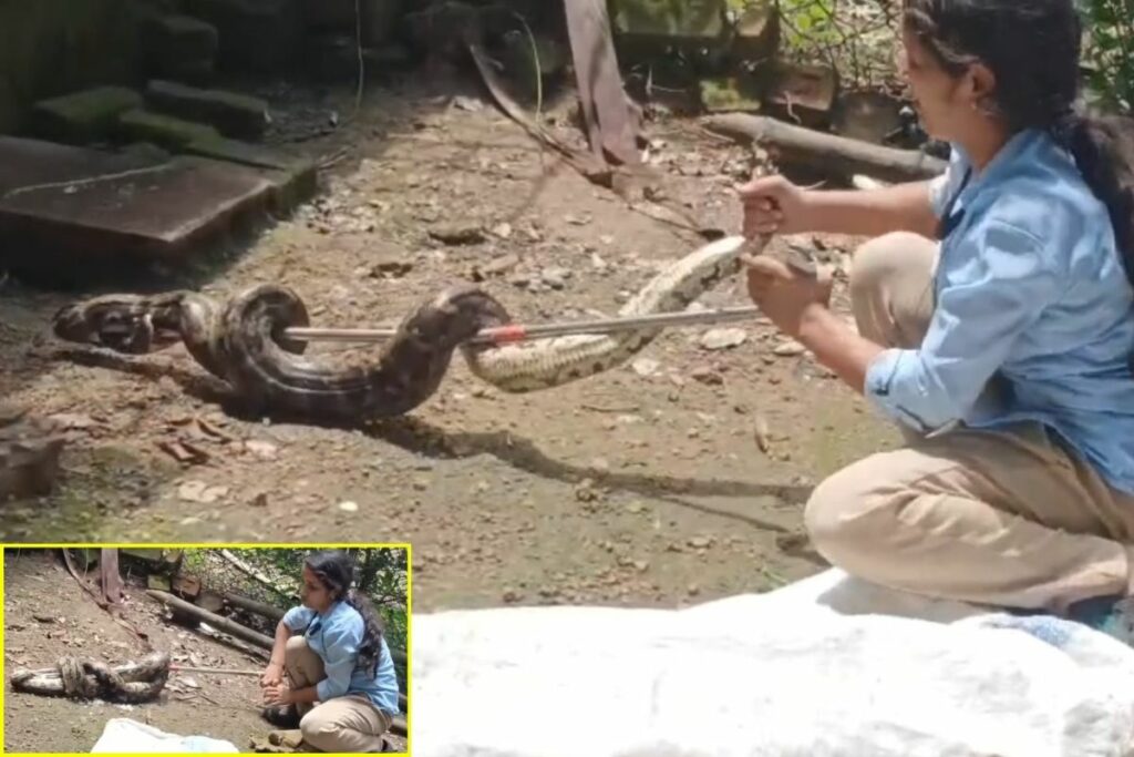 Katni News, Indian python rescue, Katni snake catcher girl, Amita Srivastava python, Katni python farm, rare python species India, 8 feet python caught, Katni wildlife news, python in poultry farm