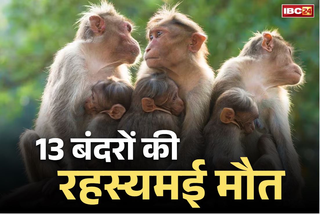 Kaushambi Monkey Deaths: रहस्यमई तरीके से 13 बंदरों की मौत.. वन विभाग ने शुरू की पोस्टमार्टम की प्रक्रिया, वजह जानने की कवायद शुरू..