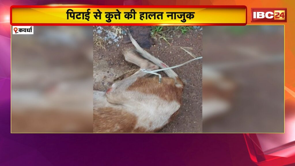 Kawardha Animal Cruelty Video