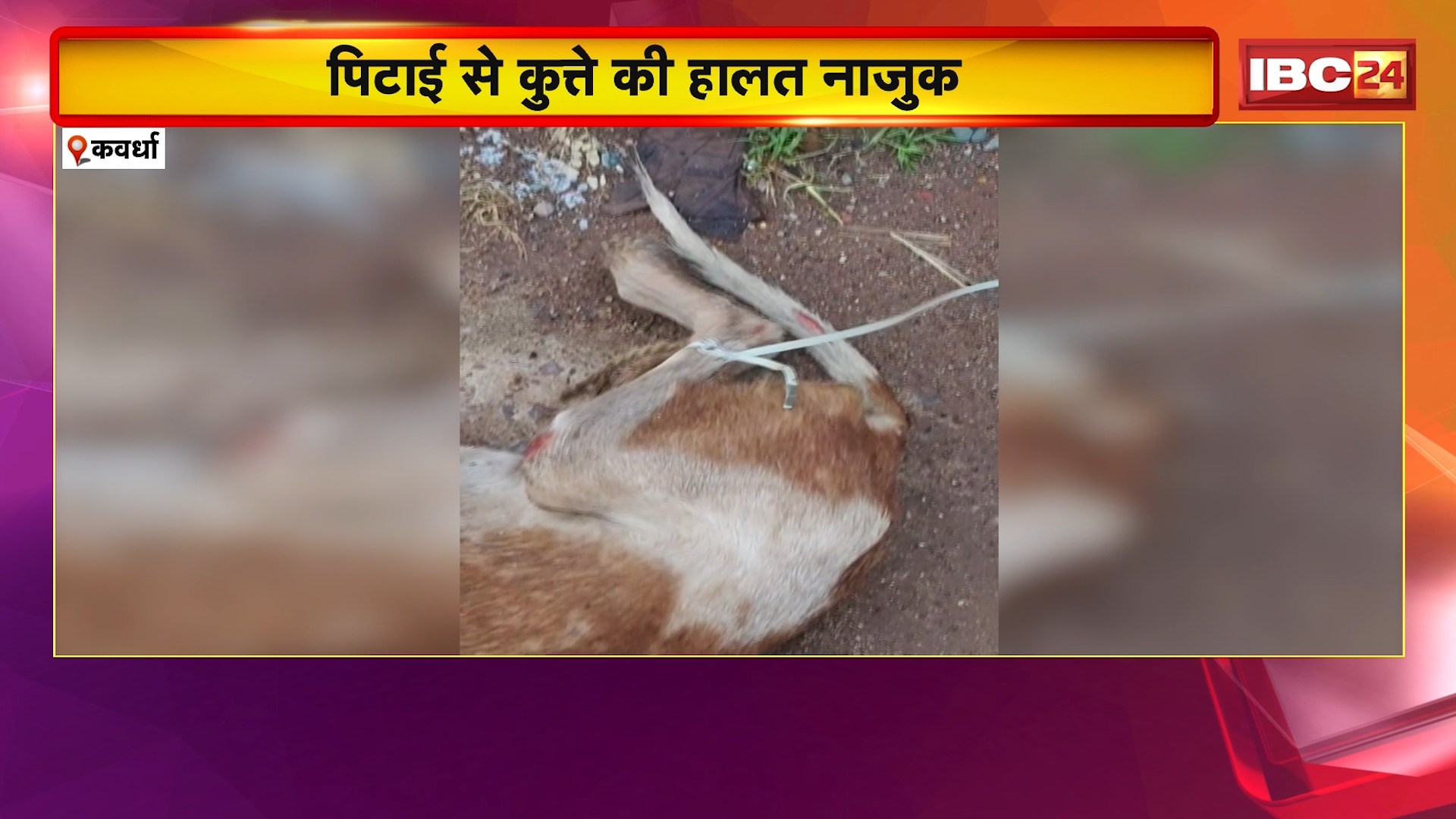 Kawardha Animal Cruelty Video: कुत्ते की बेरहमी से पिटाई। पिटाई से कुत्ते की हालत नाजुक