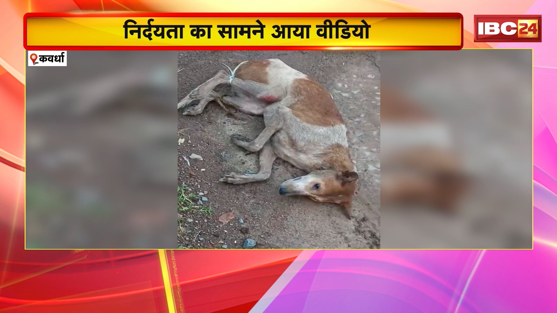 Kawardha Crime News: अज्ञात लोगों ने कुत्ते के दोनों पैरों को रस्सी से बांधकर की बेरहमी से पिटाई। पिटाई के बाद कुत्ते की हालत नाजुक। हनुमत सेवा समिति के सदस्यों ने पहुंचाया अस्पताल