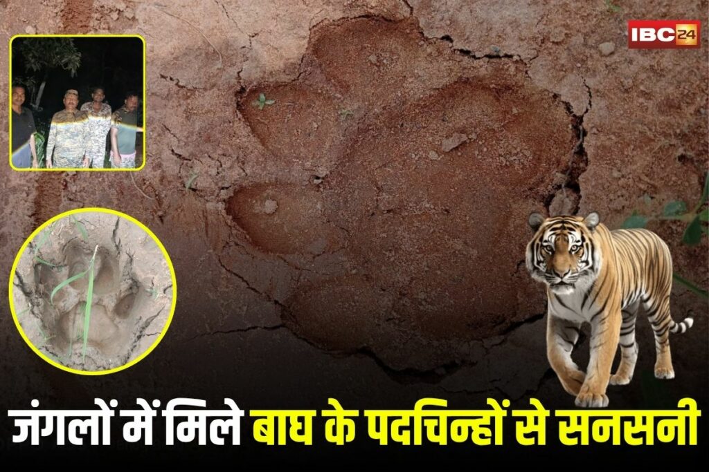 Raigarh News, Raigarh tiger news, suspected tiger presence, tiger footprints Raigarh, Lailunga forest tiger, Dharamjaigarh forest tiger, tiger tracking Chhattisgarh, tiger monitoring Raigarh, DFO tiger statement, tiger camera trap,