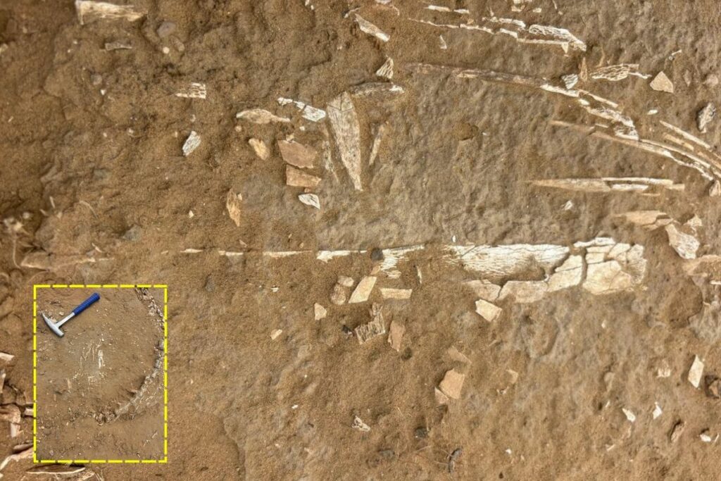 Rajasthan News, Jaisalmer fossil discovery, Megha village fossil, Phytosaur India find, Jaisalmer Phytosaur fossil, dinosaur fossil Rajasthan, Lathi formation fossils, Phytosaur vs dinosaur, Phytosaur discovery India,