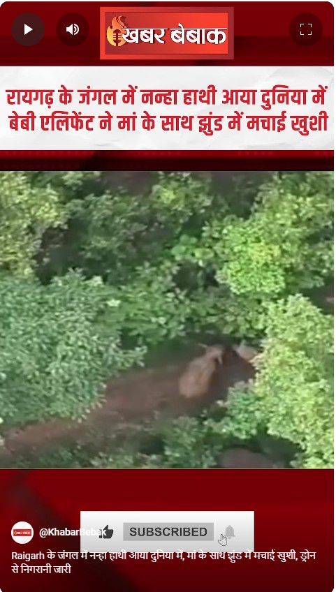 Raigarh के जंगल में नन्हा हाथी आया दुनिया में, मां के साथ झुंड में मचाई खुशी, ड्रोन से निगरानी जारी
