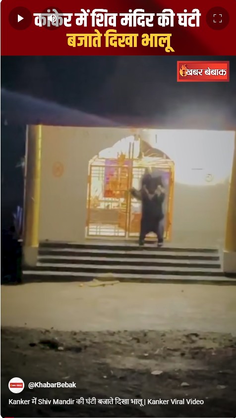 Kanker में Shiv Mandir की घंटी बजाते दिखा भालू | Kanker Viral Video