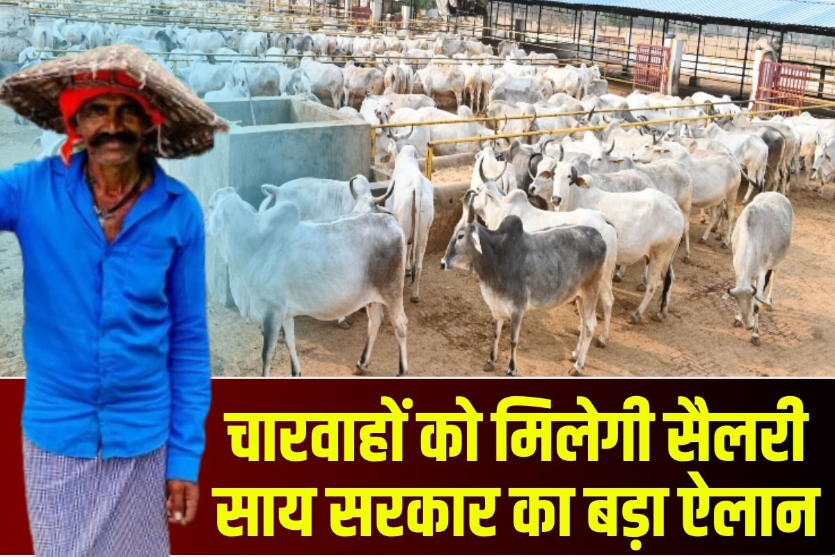 Gaudham Yojna: चरवाहों और गौसेवकों को सैलरी देगी साय सरकार, हर महीने खाते में आएंगे इतने रुपए, शुरू हुई गौधाम योजना