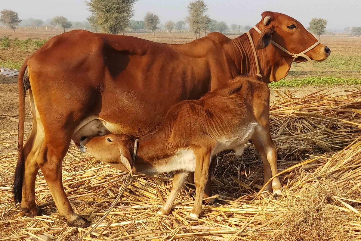 Cow as national animal: गाय को घोषित किया जाएगा राष्ट्रीय पशु ? केंद्र सरकार ने संसद में दिया जवाब