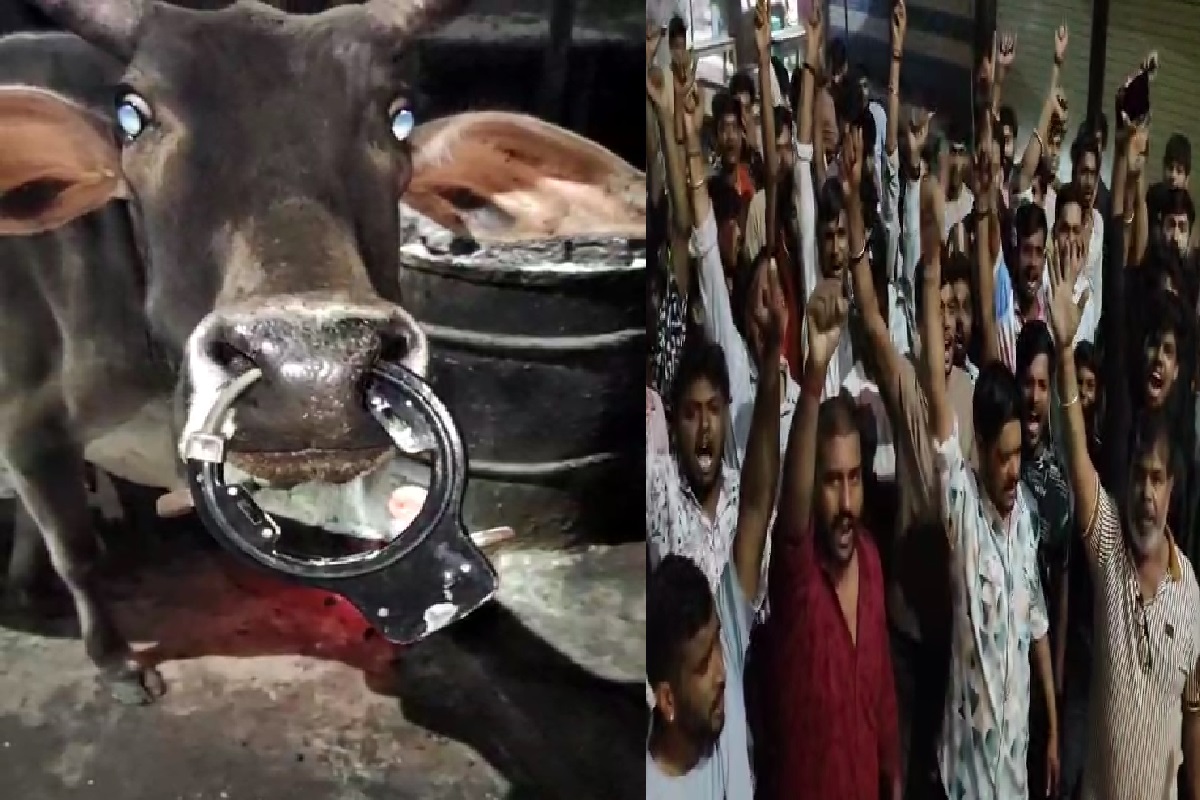 Guna News: गाय की नाक में असामाजिक तत्व ने लगा दिया साइकिल का ताला, वीडियो वायरल होते फूटा हिंदू संगठनों का गुस्सा
