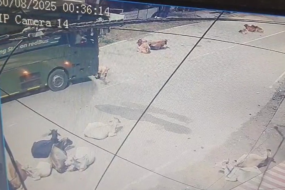 Viral Video: इस तरह गौवंश पर बस चढ़ाते हुए निकल गया ड्राइवर, वीडियो देख हैरान रह जाएंगे आप