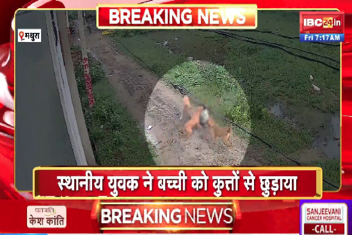 Mathura Dog Attack Video: 7 साल की बच्ची पर आवारा कुत्तों ने किया हमला, शरीर पर कई जगह हुए गहरे घाव, वायरल हुआ वीडियो