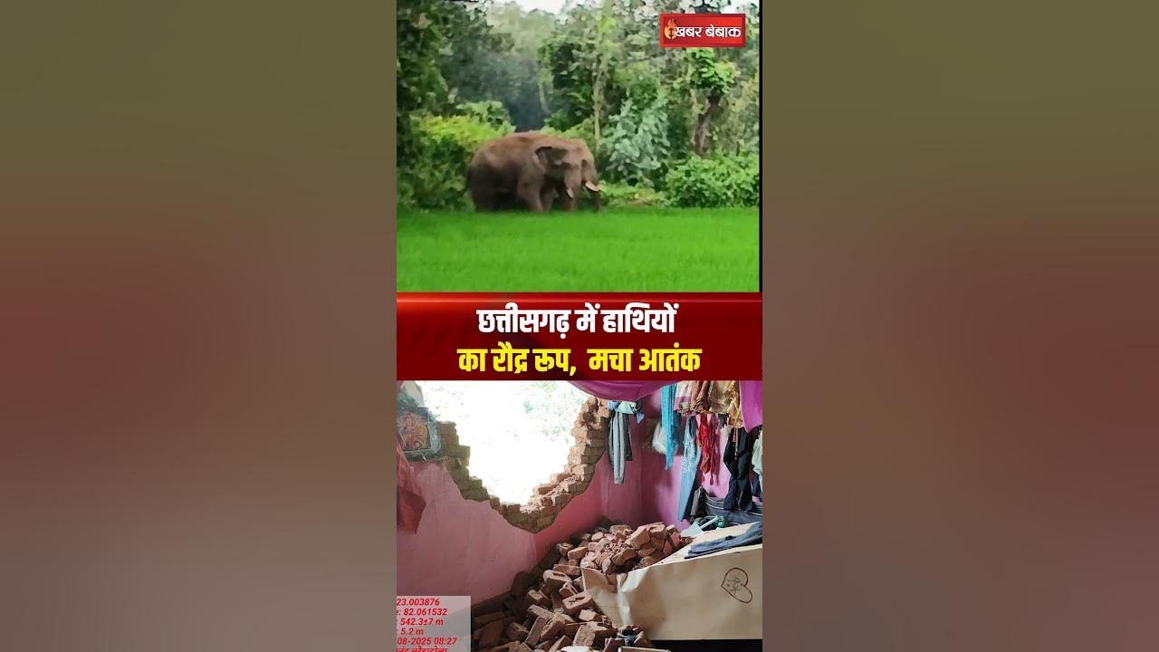 Chhattisgarh में हाथियों का रौद्र रूप,  मचा आतंक | Pendra elephant | CG News