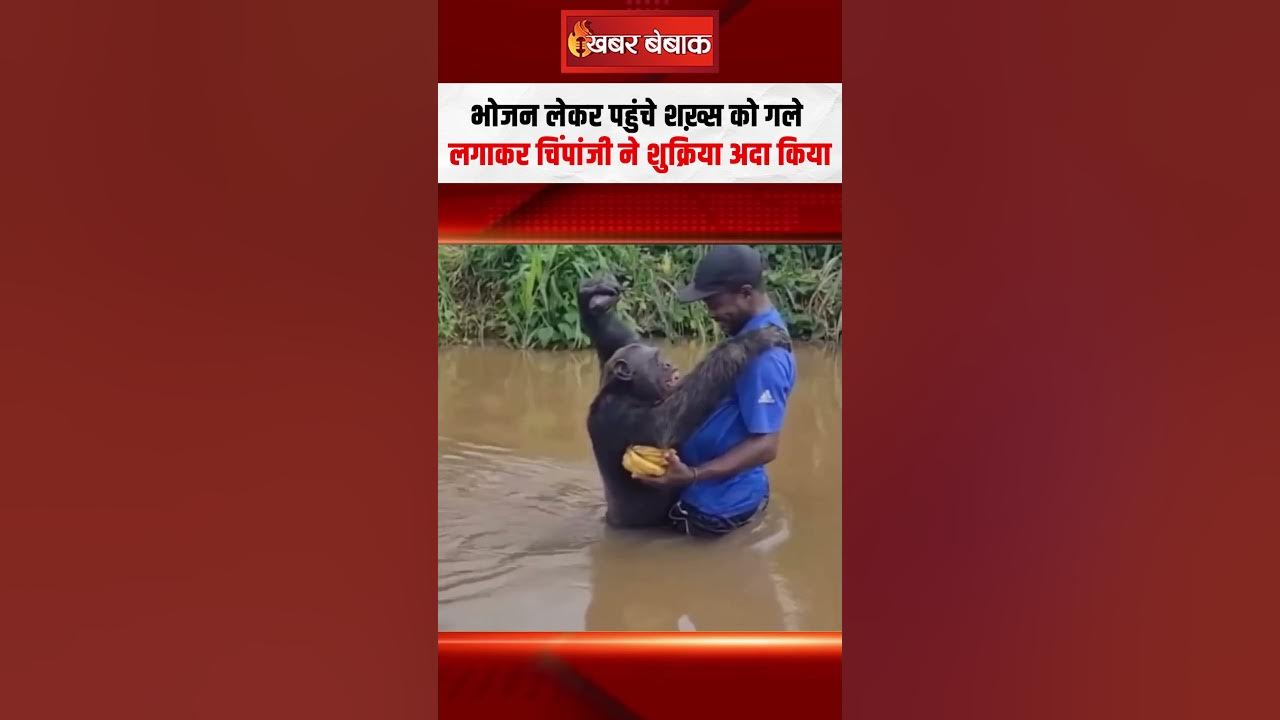 भूख से तड़प रहा चिंपांजी खाना देने वाले के गले लग गया! Chimpanzee Viral video
