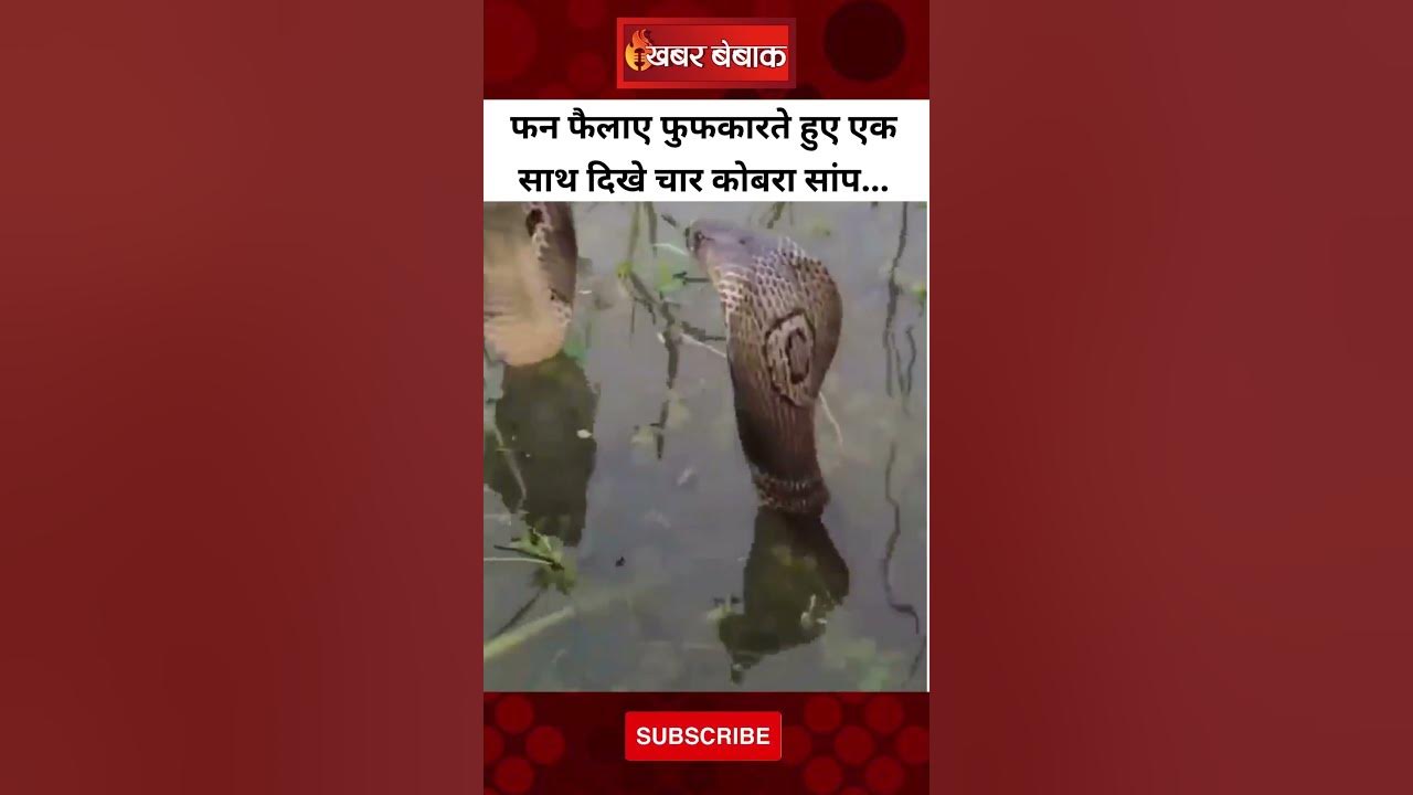 फन फैलाए फुफकारते हुए एक साथ दिखे चार कोबरा सांप… | Viral Video