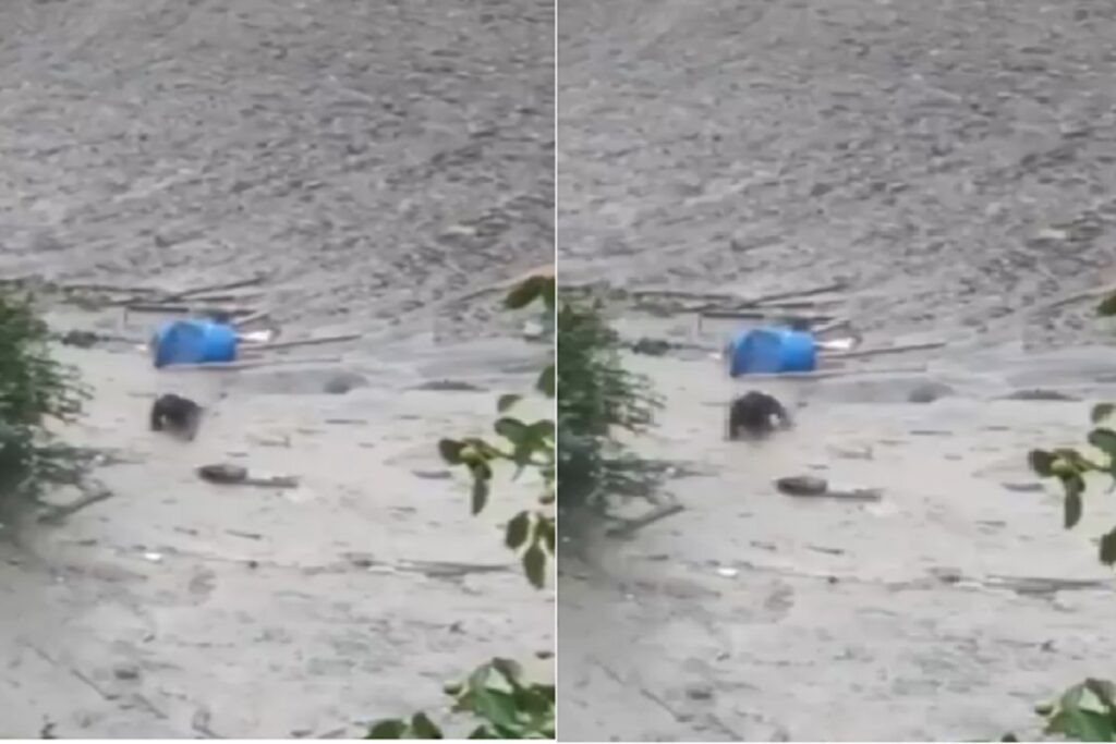 Uttarkashi Cloudburst Video