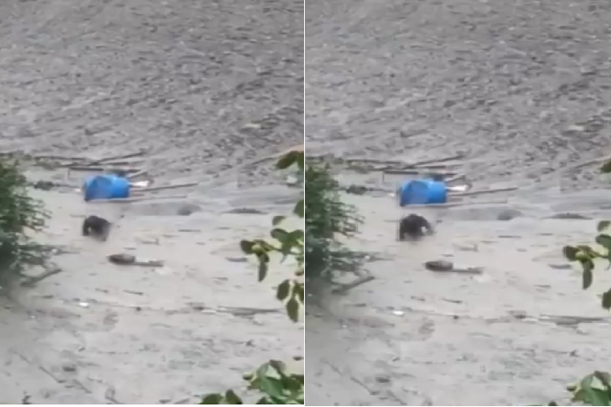 Uttarkashi Cloudburst Video: उत्तरकाशी की तबाही में बड़ा चमत्कार, मौत के मलबे से घिसटता हुआ बाहर निकला शख्स, वीडियो देखकर नहीं कर पाएंगे यकीन