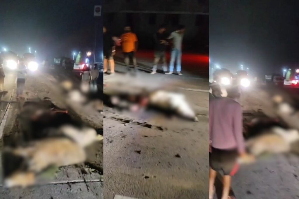 Bilaspur Accident News, Bilaspur road accident, Bilaspur highway mishap, Bilaspur cow accident, Bilaspur Gauvansh incident, Bilaspur animal accident, Masturi accident news,Bilaspur cow accident, Bilaspur road accident, Masturi cow death, Gatauri highway mishap, Bilaspur animal hit and run, Bilaspur Gauvansh incident, Chhattisgarh cow tragedy, Bilaspur trailer accident, Masturi road mishap, Bhadaura cow deaths