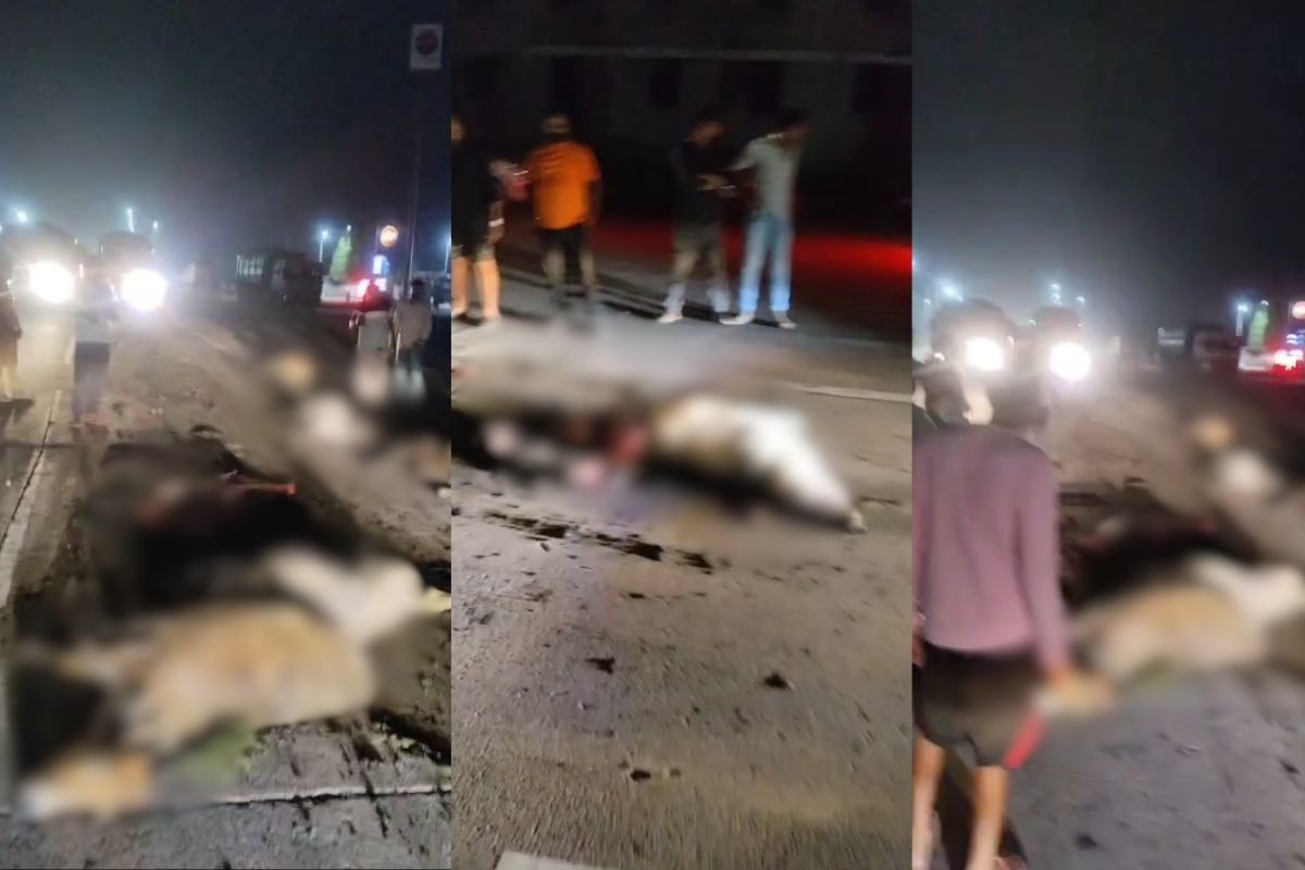 Bilaspur Accident News: सड़क पर गौवंशों की दर्दनाक मौत! 24 घंटे में 20 गौवंश कुचले, नशे में धुत ट्रेलर ड्राइवर गिरफ्तार