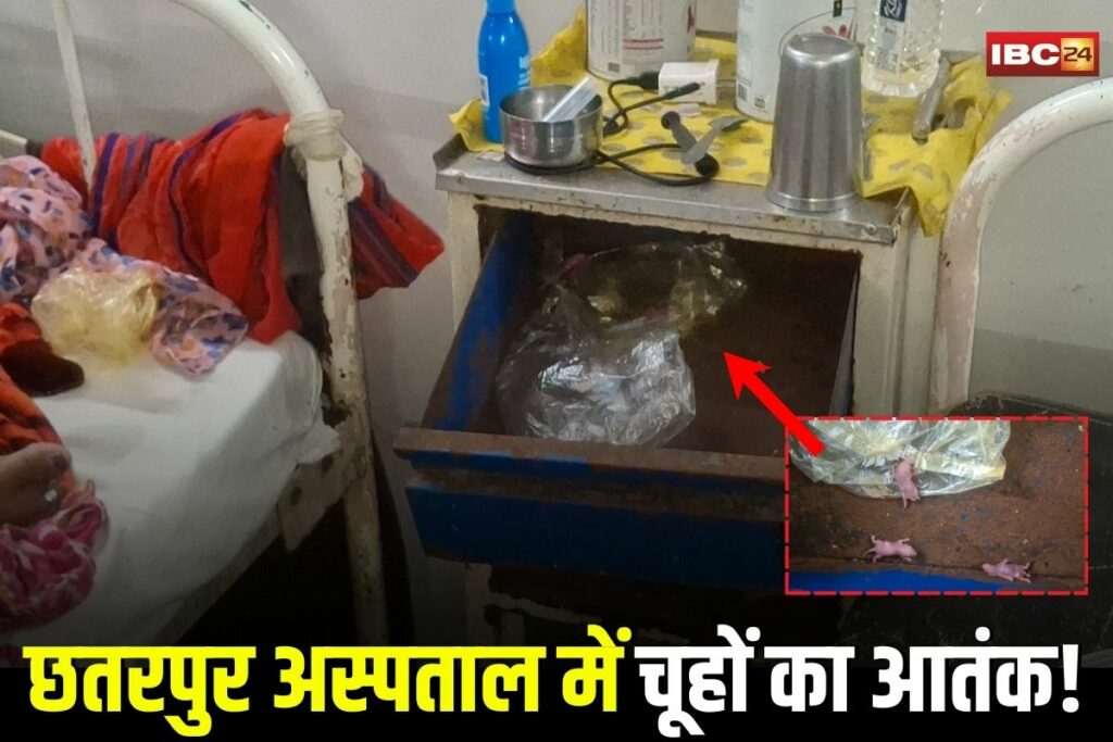 Chhatarpur Hospital News, Chhatarpur hospital mice issue, Chhatarpur maternity ward rodents, Chhatarpur newborn safety, Chhatarpur hospital hygiene problem, Chhatarpur hospital rodent infestation, Chhatarpur healthcare concerns, Chhatarpur hospital cleanliness, Madhya Pradesh hospital mice, Chhatarpur hospital management, Chhatarpur public health, Chhatarpur hospital infection risk,
