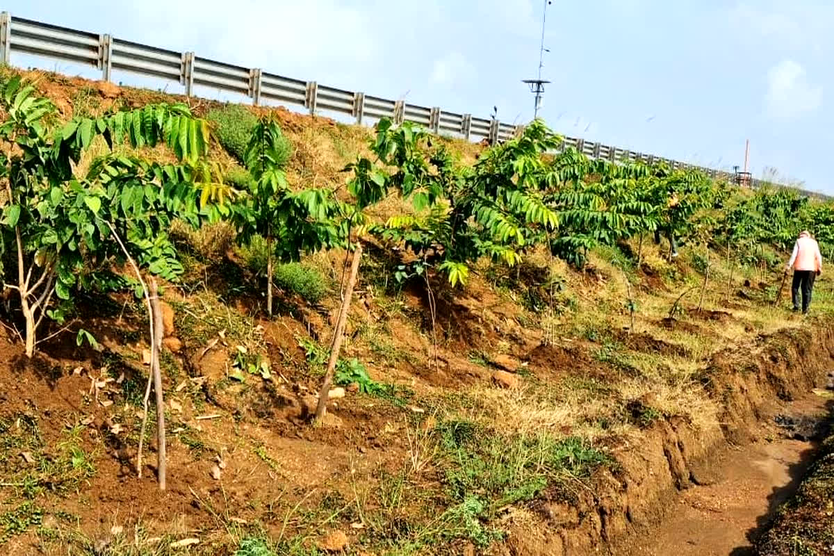 Chhattisgarh News: छत्तीसगढ़ में राष्ट्रीय राजमार्ग पर ग्रीन कॉरिडोर, एनएचएआई का ‘एक पेड़ माँ के नाम 2.0’ अभियान के तहत 2.71 लाख पौधरोपण