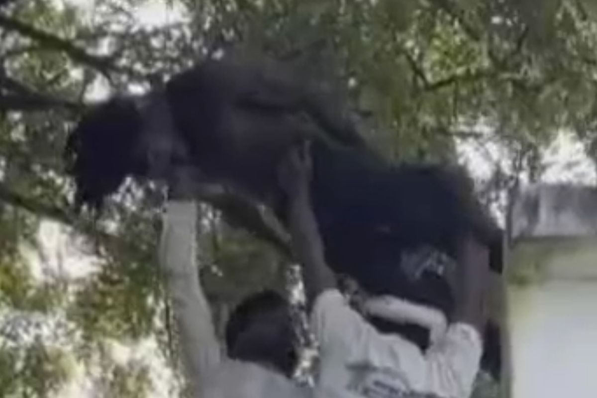 Dhamtari News: शराबी युवक का हाईवोल्टेज ड्रामा, नीम के पेड़ पर चढ़ा, रस्सी डालकर फांसी लगाने लगा… फिर जो हुआ देख दंग रह गए लोग