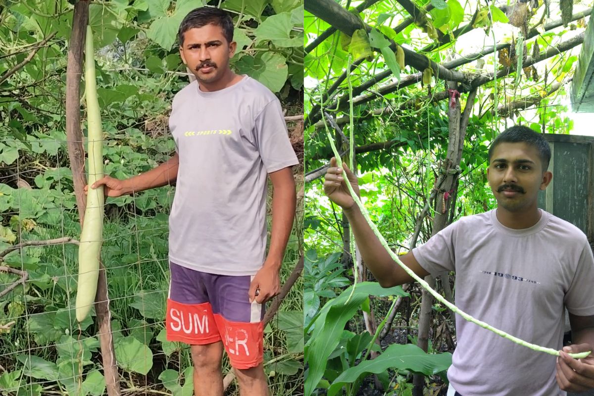 Dhamtari News: किसान की बाड़ी से निकली 6 फीट लंबी लौकी और सवा 3 फीट की बरबट्टी, छत्तीसगढ़ में जैविक खेती ने किया चौंकाने वाला कमाल, देखने उमड़ी भीड़