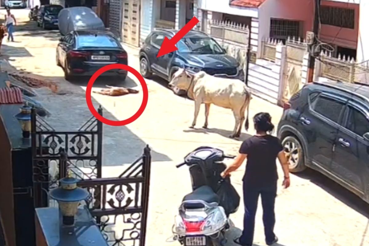 Gwalior News: मां के सामने बछड़े को कुचलती निकली कार, CCTV में कैद हुई हैवानियत, मासूम बछड़ा सड़क पर तड़पता रहा…