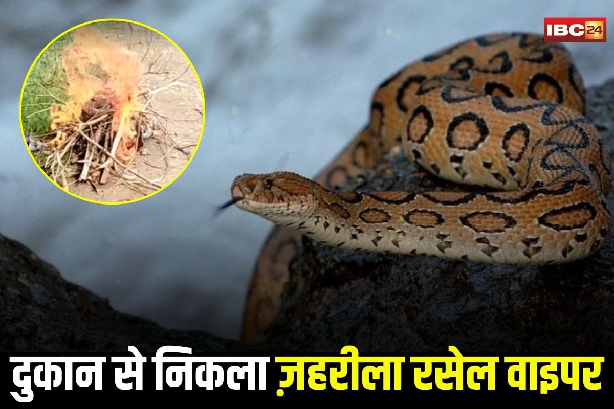 Gwalior News: दुकान के अंदर निकला ज़हरीला रसेल वाइपर, लोगों ने डंडों से पीटकर मार डाला, VIDEO देख दहले लोग