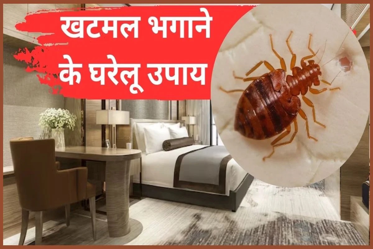 How to Prevent Bedbugs: रातों की शांति भंग करने वाले खटमल के आतंक का होगा दी एन्ड, इन रामबाण उपायों से करें खटमल का पूर्ण सफाया
